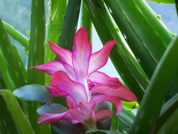 MACJR'S House Plants