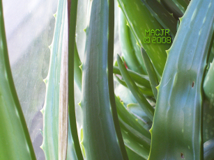 MACJR'S House Plants