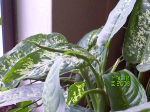 MACJR'S House Plants