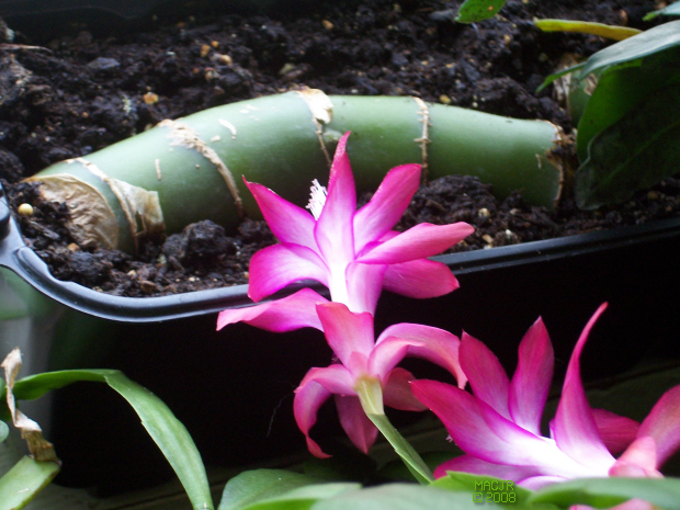 MACJR'S House Plants