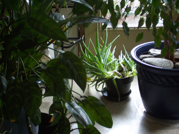 MACJR'S House Plants
