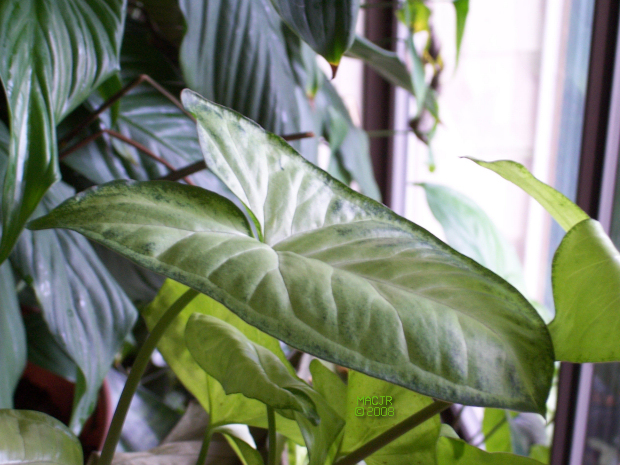 MACJR'S House Plants