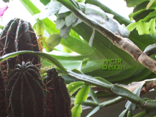 MACJR'S House Plants