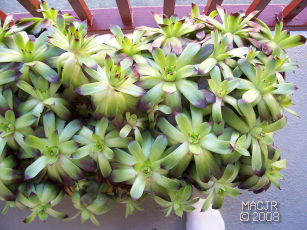 Hens and Chicks
