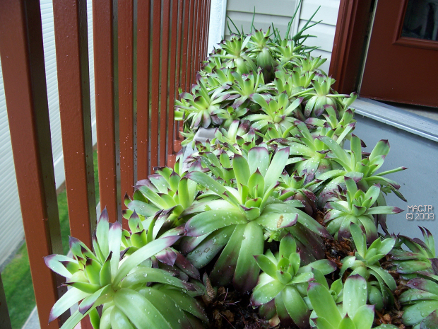 Hens and Chicks