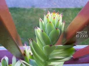 Hens and Chicks