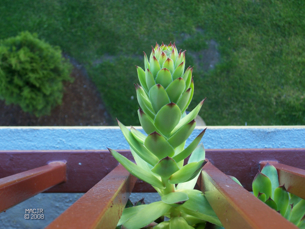 Hens and Chicks