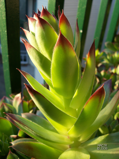 Hens and Chicks - Old Rooster