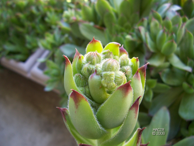 Hens and Chicks - Rooster about to bloom