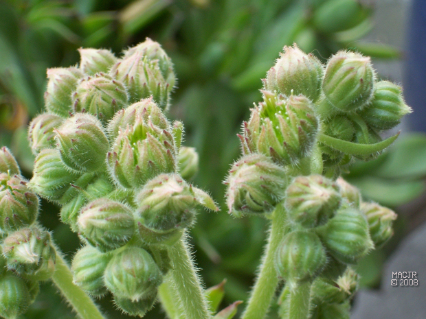 Hens and Chicks - Rooster blooms