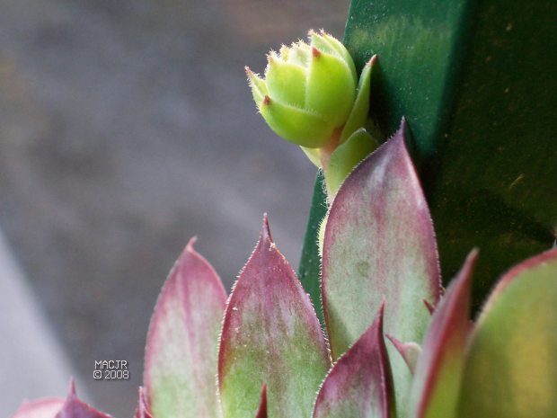 Hens and Chicks - a chick