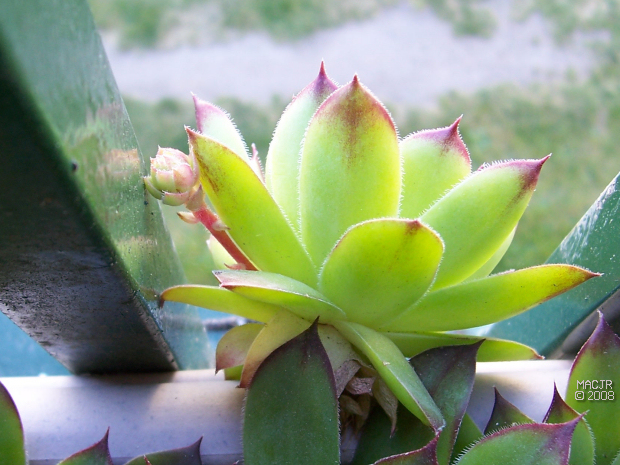 Hens and Chicks - another chick